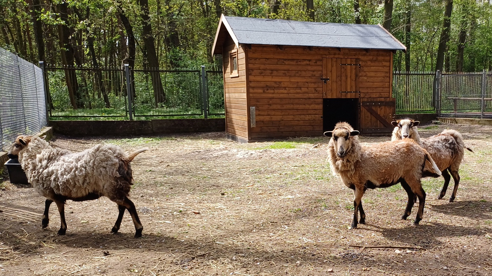 zdjęcie z minizoo